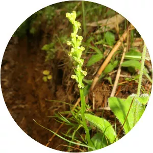 Platanthera chorisiana - 