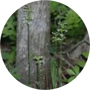 Platanthera clavellata