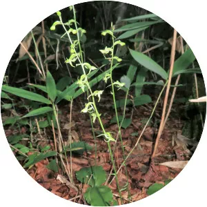 Platanthera florentia