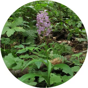 Platanthera grandiflora - Plants