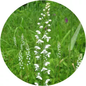 Platanthera hologlottis