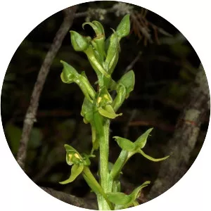 Platanthera hookeri