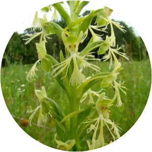 Platanthera lacera - Plants