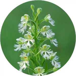 Platanthera leucophaea