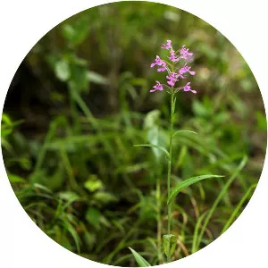 Platanthera peramoena