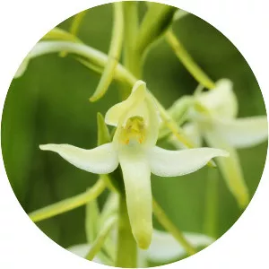 Platanthera