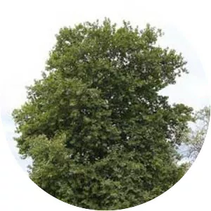 Platanus orientalis - Plants
