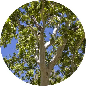 Platanus wrightii