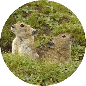 Plateau pika photograph