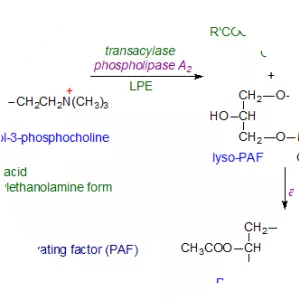 Platelet-activating factor - 