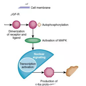 Platelet-derived growth factor - 