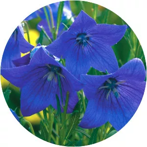 Platycodon grandiflorus