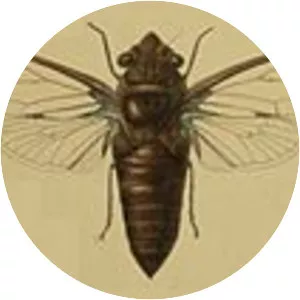 Platylomia