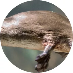 Platypus