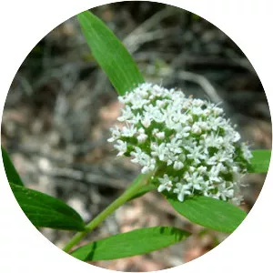 Platysace lanceolata