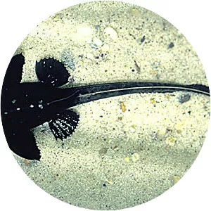 Platystacus cotylephorus