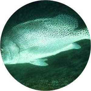 Plectorhinchus cinctus