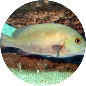 Plectorhinchus flavomaculatus