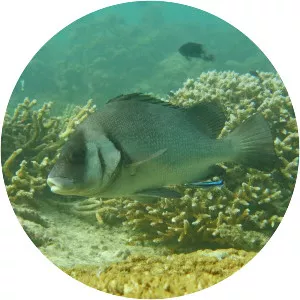 Plectorhinchus gibbosus - 