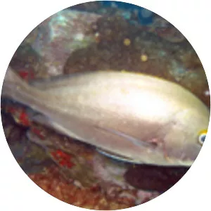 Plectorhinchus mediterraneus - 