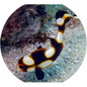 Plectorhinchus orientalis