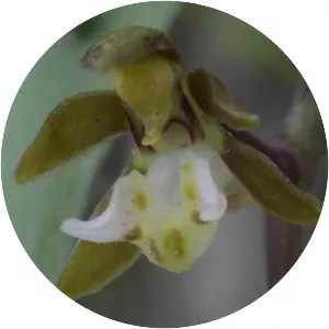 Plectorrhiza tridentata