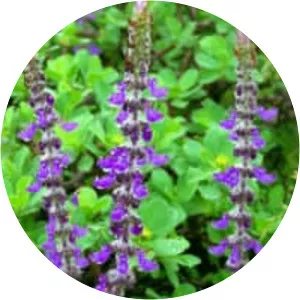 Plectranthus barbatus