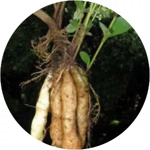 Plectranthus esculentus