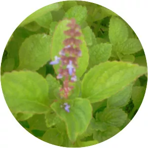 Plectranthus rotundifolius - Plants