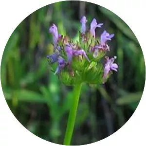 Plectritis ciliosa - 