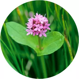 Plectritis congesta - 