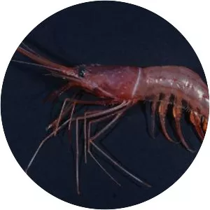 Plesionika edwardsii - 