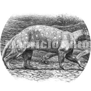 Pleuraspidotherium - 