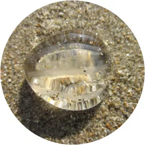 Pleurobrachia pileus - Animal