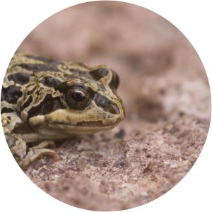 Pleurodema marmoratum