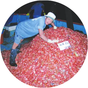 Pleuroncodes monodon