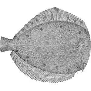 Pleuronectes