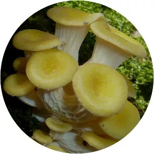 Pleurotus citrinopileatus