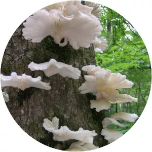 Pleurotus pulmonarius