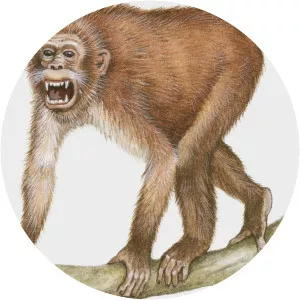 Pliopithecus - Primate