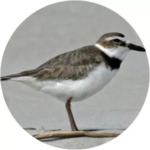 Plover
