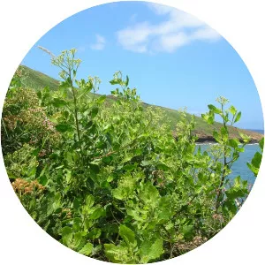 Pluchea indica - Plants