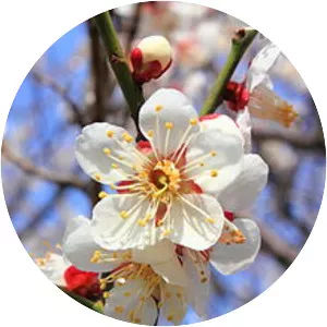 Plum blossom - Fruits