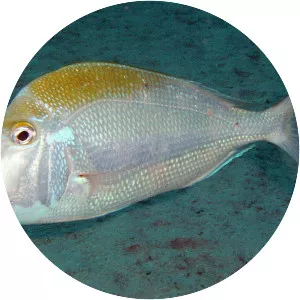 Pluma porgy