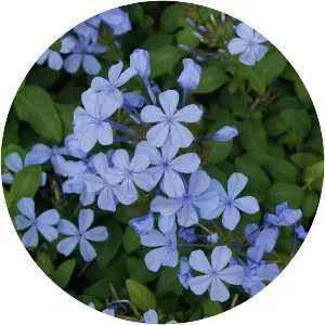 Plumbago auriculata