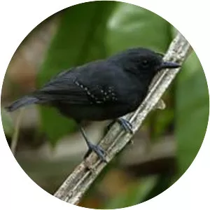 Plumbeous antvireo