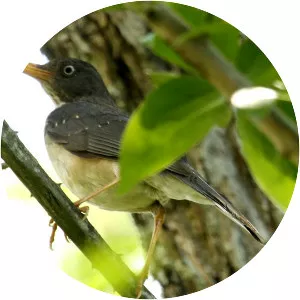 Plumbeous-backed thrush - Bird