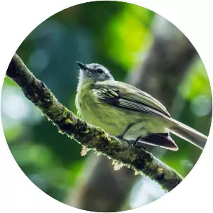 Plumbeous-crowned tyrannulet - Bird