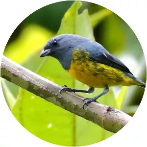 Plumbeous euphonia