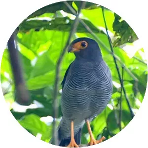 Plumbeous forest falcon